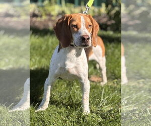 Beagle Dogs for adoption in Batavia, NY, USA