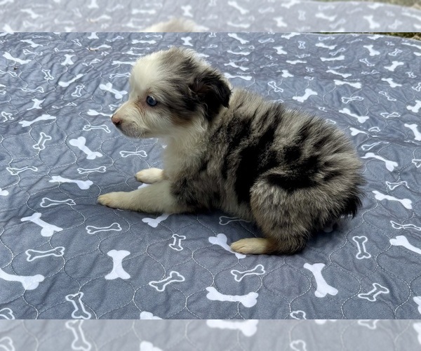 Medium Photo #1 Australian Shepherd Puppy For Sale in SALISBURY, NC, USA