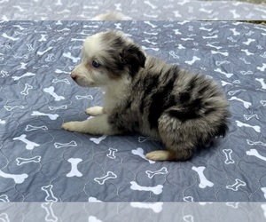 Medium Australian Shepherd