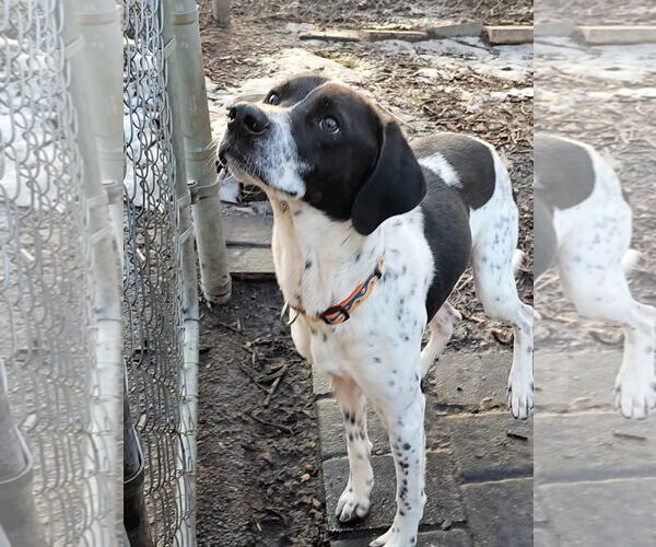 Medium Photo #3 Brittany-Unknown Mix Puppy For Sale in Bloomingdale, NJ, USA