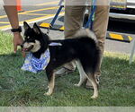 Small #1 Huskies -Pomeranian Mix