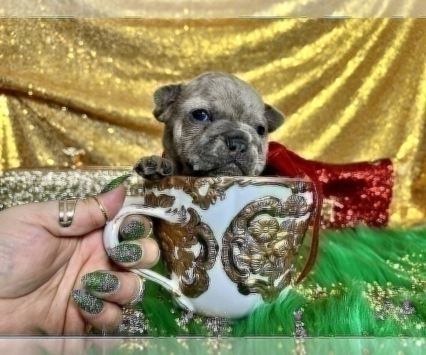 Medium Photo #108 French Bulldog Puppy For Sale in HAYWARD, CA, USA