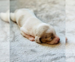 Puppy 5 Dachshund