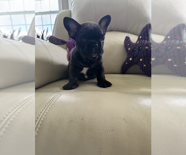 Medium Photo #1 French Bulldog Puppy For Sale in TREVOSE, PA, USA