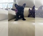 Puppy Martisha Jr French Bulldog