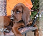 Small #1 Redbone Coonhound
