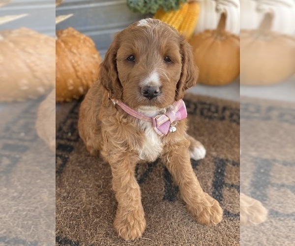 Medium Photo #2 Irish Doodle Puppy For Sale in WOOSTER, OH, USA
