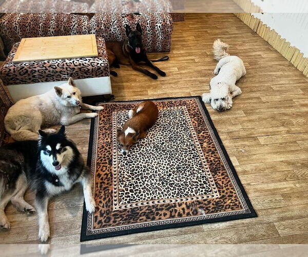 Medium Photo #3 Siberian Husky Puppy For Sale in Escondido, CA, USA