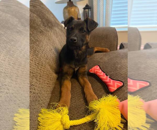 Medium Photo #3 German Shepherd Dog-Unknown Mix Puppy For Sale in Hinton, WV, USA