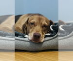Small #1 Labrador Retriever Mix