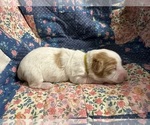 Small Photo #6 Coton de Tulear Puppy For Sale in WEBSTER, NY, USA