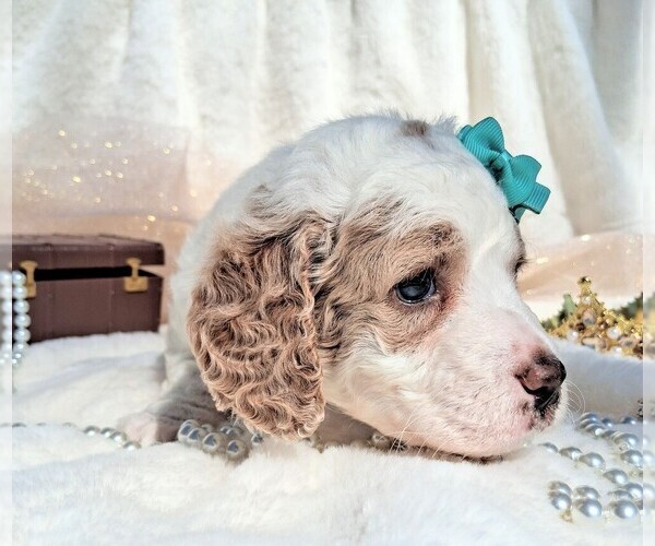 Medium Photo #67 Goldendoodle (Miniature) Puppy For Sale in GASTONIA, NC, USA