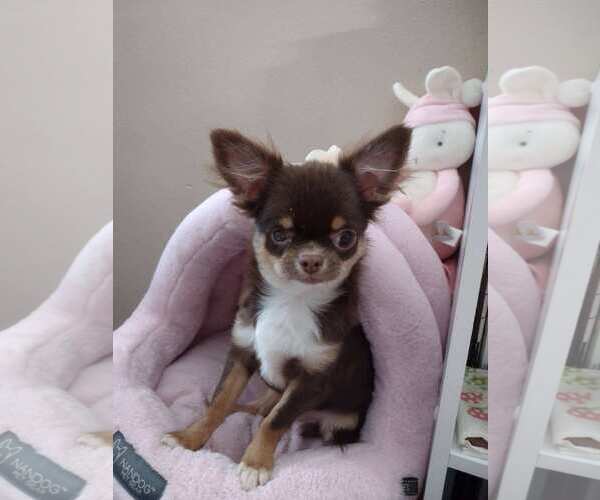 Medium Photo #3 Chihuahua Puppy For Sale in Sioux Falls, SD, USA