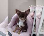 Small Photo #3 Chihuahua Puppy For Sale in Sioux Falls, SD, USA
