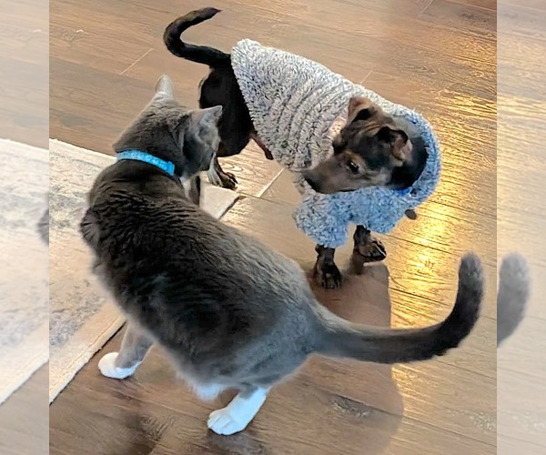 Medium Photo #7 Chihuahua-Unknown Mix Puppy For Sale in Mount Airy, NC, USA