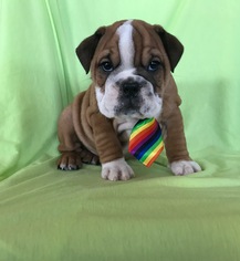 English Bulldog Puppy for sale in EPHRATA, PA, USA