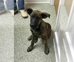Small Photo #8 Labrador Retriever-Unknown Mix Puppy For Sale in Princeton, MN, USA