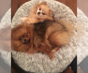 Mother of the Pomeranian puppies born on 03/19/2019