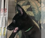 Small #3 German Shepherd Dog