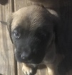 Small Photo #11 Mastiff Puppy For Sale in COPPERAS COVE, TX, USA