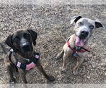 Small #4 Plott Hound Mix