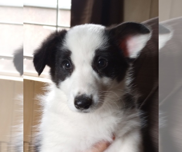 Medium Photo #4 Aussie-Corgi Puppy For Sale in ELLENSBURG, WA, USA