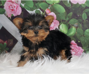 Medium Yorkshire Terrier