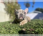 Small #2 French Bulldog