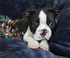 Boston Terrier Puppy for sale in BROOKSVILLE, FL, USA