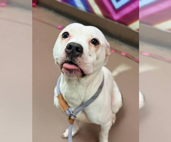 Medium Photo #5 Mutt Puppy For Sale in Crete, IL, USA