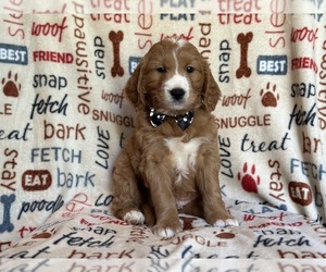 Goldendoodle Puppy for sale in LAKELAND, FL, USA