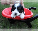Small Photo #1 Cavapoo Puppy For Sale in CARLISLE, KY, USA
