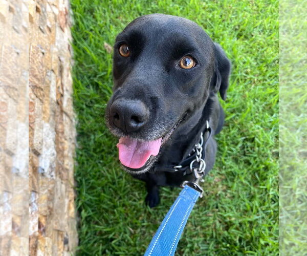 Medium Photo #1 Labrador Retriever-Unknown Mix Puppy For Sale in San Diego, CA, USA