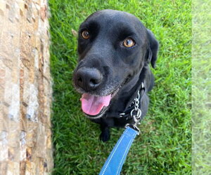 Labrador Retriever-Unknown Mix Dogs for adoption in San Diego, CA, USA