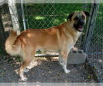 Small #1 Anatolian Shepherd Mix