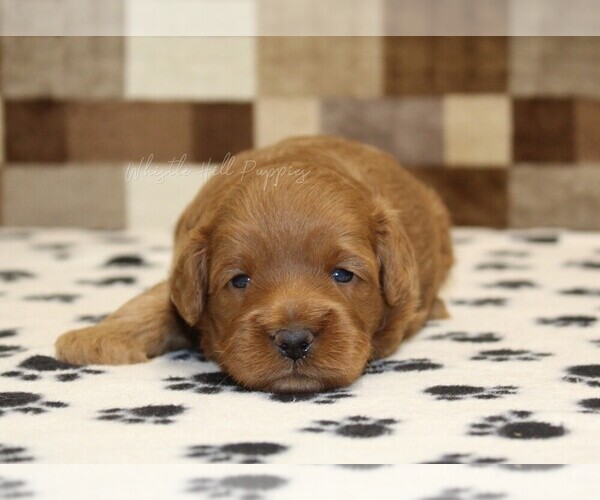 Medium Photo #3 Cavapoo (Miniature) Puppy For Sale in DENVER, PA, USA