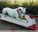 Small #2 American Staffordshire Terrier-Dalmatian Mix