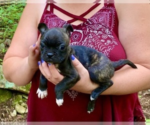 Boston Terrier Puppy for sale in BEAR CREEK, NC, USA
