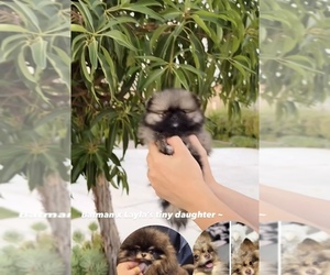 Pomeranian Puppy for sale in EASTVALE, CA, USA