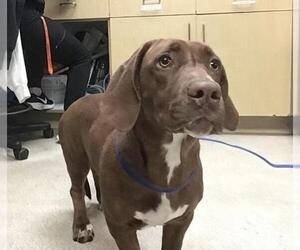 Basset Hound-Unknown Mix Dogs for adoption in Riverside, CA, USA