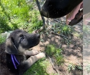 Medium German Shepherd Dog