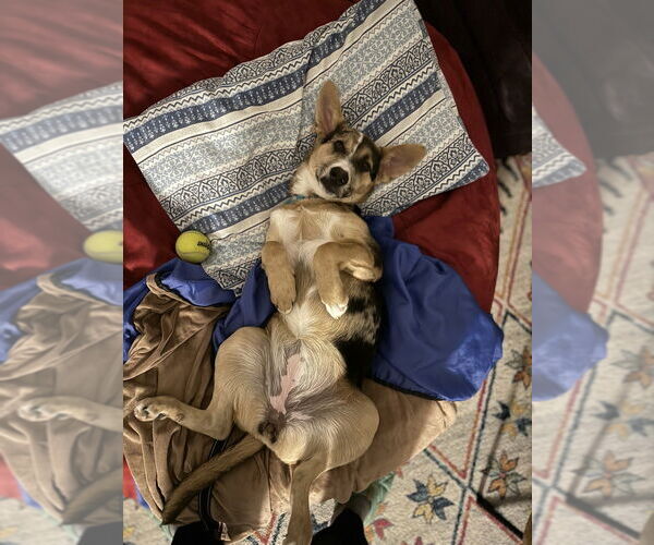 Medium Photo #4 Labrador Retriever-Unknown Mix Puppy For Sale in Brewster, NY, USA