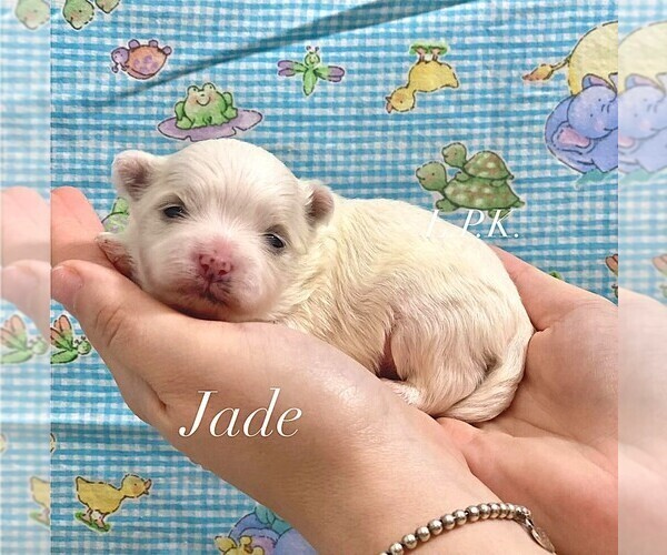 Medium Photo #1 Mal-Shi Puppy For Sale in WINNSBORO, LA, USA