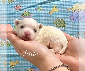 Mal-Shi Puppy for sale in WINNSBORO, LA, USA