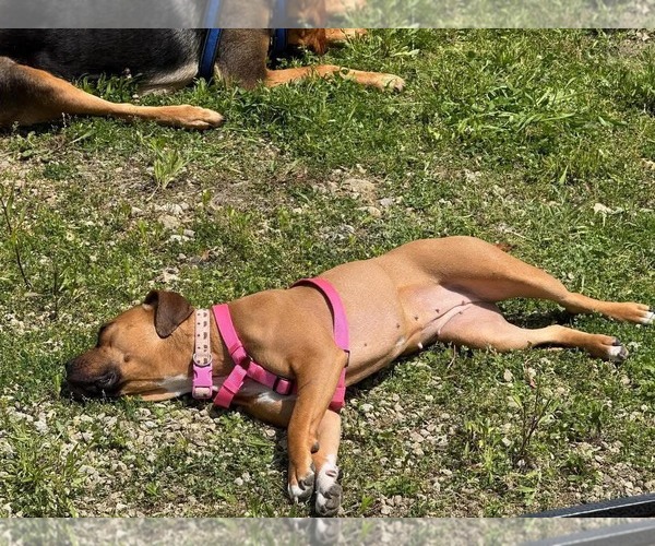 Medium Photo #10 Boxer-Unknown Mix Puppy For Sale in Germantown, OH, USA