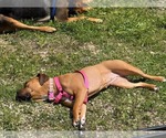 Small #9 Boxer Mix