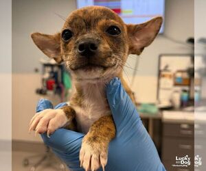 Jordyn - Female Chihuahua-Unknown Mix Dog for Adoption - Photo #2