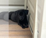 Small #2 Labrador Retriever Mix