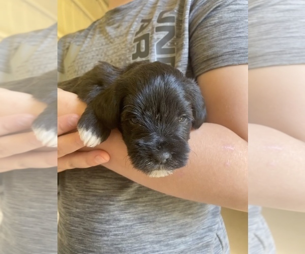 Medium Photo #5 Schnauzer (Miniature) Puppy For Sale in COMANCHE, TX, USA