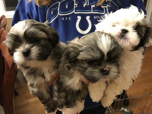 Shih Tzu Puppy for sale in WHITELAND, IN, USA